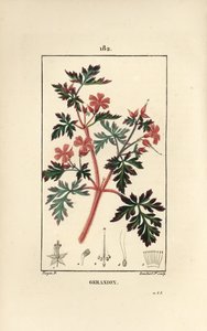 Geranium grass a Robert - Hert Robert, Geranium robertianum. Gravura de chapa de cobre colorida à mão por Lambert Junior a partir de um desenho de Pierre Jean-Francois Turpin de Chaumeton, Poiret e Chamberet "La Flore Medicale", Paris, Panckoucke de Pierre Jean Francois Turpin