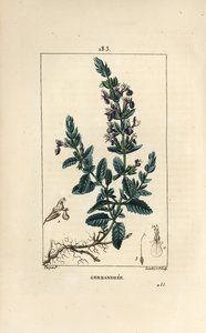 Germandree petit oak - Germander, Teucrium chamaedrys. Gravura em chapa de cobre colorida à mão por Lambert Junior a partir de um desenho de Pierre Jean-Francois Turpin de Chaumeton, Poiret e Chamberet "La Flore Medicale", Paris, Panckoucke de Pierre Jean Francois Turpin