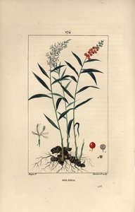 Grande galanga ou Galanga - Galanga maior ou tailandesa, Alpinia galanga, mostrando flores, bagas, folhas e raiz de rizoma. Gravura em chapa de cobre colorida à mão por Lambert Junior a partir de um desenho de Pierre Jean-Francois Turpin de Chaumeton, Poir de Pierre Jean Francois Turpin
