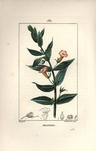 Gratiole officinale, ou Grace de dieu, Grace au poor man, Petite digitale - Hedge hyssops, Gratiola officinalis. Gravura em chapa de cobre colorida à mão por Lambert Junior a partir de um desenho de Pierre Jean-Francois Turpin de Chaumeton, Poiret e Chambe de Pierre Jean Francois Turpin
