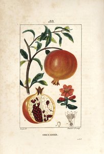 Granadeiro - romãzeira, Punica granatum, com folha, flor, fruto e secção através de frutos com sementes. Gravura em chapa de cobre colorida à mão por Lambert Junior a partir de um desenho de Pierre Jean-Francois Turpin de Chaumeton, Poiret e Chamberet.