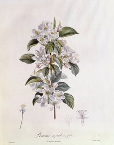 Espinheiro (Crataegus azarolus) flor Henry Louis Duhamel du Monceau, placa botânica de Pierre Jean Francois Turpin de Pierre Jean Francois Turpin