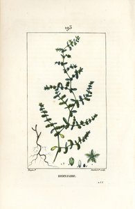 Herniário glabro ou turquesa - Ruptura de mosto, Herniaria glabra. Gravura em chapa de cobre colorida à mão por Lambert Junior a partir de um desenho de Pierre Jean-Francois Turpin de Chaumeton, Poiret e Chamberet "La Flore Medicale", Paris, Panckoucke de Pierre Jean Francois Turpin