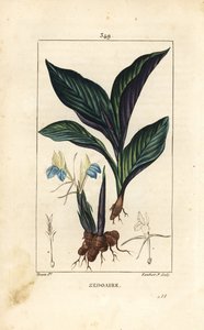 Crocus do Himalaia - Zedoary, Koempferia rotunda, com flor, folha, caule e rizoma de raiz. Gravura em chapa de cobre colorida à mão por Lambert Junior a partir de um desenho de Pierre Jean-Francois Turpin de Chaumeton, Poiret e Chamberet, "La Flore Medical de Pierre Jean Francois Turpin