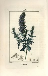 Hyssop officinale ou hysssop - Hyssop, Hyssopus officinalis. Gravura em chapa de cobre colorida à mão por Lambert Junior a partir de um desenho de Pierre Jean-Francois Turpin de Chaumeton, Poiret e Chamberet "La Flore Medicale", Paris, Panckoucke de Pierre Jean Francois Turpin