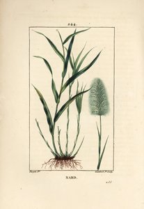 nardo indiano, indica, spicanard - Spikenard, Andropogon nardus, com folha, raiz e flor. Gravura em chapa de cobre colorida à mão por Lambert Junior a partir de um desenho de Pierre Jean-Francois Turpin de Chaumeton, Poiret e Chamberet, "La Flore Medi de Pierre Jean Francois Turpin