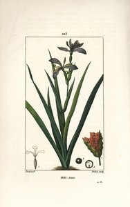 Iris fetide ou perna de íris, íris fedorenta - Iris fedorenta, Iris foetida, com flor, folha e vagem de semente. Gravura em chapa de cobre colorida à mão por Dubois a partir de um desenho de Pierre Jean-Francois Turpin de Chaumeton, Poiret e Chamberet de " de Pierre Jean Francois Turpin