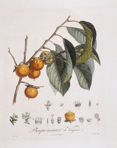 Persimmon japonês ou caqui (Diospyros caqui), Henry Louis Duhamel du Monceau, placa botânica de Pierre Jean Francois Turpin de Pierre Jean Francois Turpin