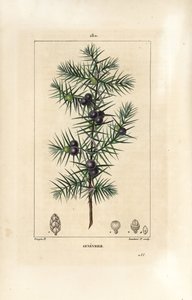 Junipereira, Juniperus vulgaris, mostrando folha, baga e caule. Gravura em chapa de cobre colorida à mão por Lambert Junior a partir de um desenho de Pierre Jean-Francois Turpin de Chaumeton, Poiret e Chamberet "La Flore Medicale", Paris, Panckoucke