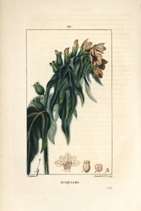 Jusquiame - henbane venenoso, Hyoscyamus vulgaris, flor, folha e semente. Gravura de chapa de cobre colorida à mão por Lambert Junior a partir de um desenho de Pierre Jean-Francois Turpin de Chaumeton, Poiret e Chamberet "La Flore Medicale", Paris, Panckou de Pierre Jean Francois Turpin