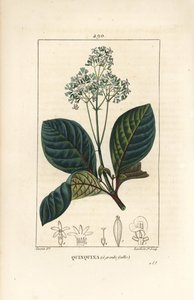 Ladenbergia oblongifolia (Cinchona magnifolia), com flor, ramo, folha e semente. Gravura em chapa de cobre colorida à mão por Lambert Junior a partir de um desenho de Pierre Jean-Francois Turpin de Chaumeton, Poiret e Chamberet, "La Flore Medicale", Pa de Pierre Jean Francois Turpin