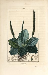 Plátano grande - Plátano, Plátano grande, com folha, flor e raízes. Gravura em chapa de cobre colorida à mão por Lambert Junior a partir de um desenho de Pierre Jean-Francois Turpin de Chaumeton, Poiret e Chamberet "La Flore Medicale", Paris, Panckou de Pierre Jean Francois Turpin