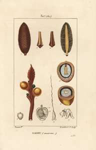 Sementes de grandes ramos ou grandes cycas - Queen sago, Cycas circinalis, mostrando semente e secção. Ameaçadas de extinção. Gravura em chapa de cobre colorida à mão por Lambert Junior a partir de um desenho de Pierre Jean-Francois Turpin de Chaumeton, Po de Pierre Jean Francois Turpin