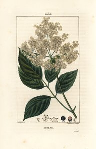 Sabugueiro grande ou sabugueiro preto - Sabugueiro comum, Sambucus nigra. Gravura em chapa de cobre colorida à mão por Lambert Junior a partir de um desenho de Pierre Jean-Francois Turpin de Chaumeton, Poiret e Chamberet "La Flore Medicale", Paris, Panck de Pierre Jean Francois Turpin
