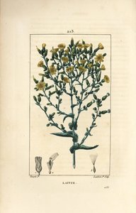 Alface - Alface, Lactuca sativa. Gravura em chapa de cobre colorida à mão por Lambert Junior a partir de um desenho de Pierre Jean-Francois Turpin de Chaumeton, Poiret e Chamberet "La Flore Medicale", Paris, Panckoucke de Pierre Jean Francois Turpin