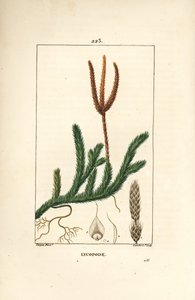 Lycopod officinal ou erva com tacos - Musgo comum do clube, Lycopodium clavatum. Gravura em chapa de cobre colorida à mão por Lambert Junior a partir de um desenho de Pierre Jean-Francois Turpin de Chaumeton, Poiret e Chamberet de "La Flore Medicale", Pari de Pierre Jean Francois Turpin