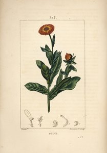Calêndula, Calendula officinalis, com flor, folha e talo. Gravura em chapa de cobre colorida à mão por Lambert Junior a partir de um desenho de Pierre Jean-Francois Turpin de Chaumeton, Poiret e Chamberet "La Flore Medicale", Paris, Panckoucke de Pierre Jean Francois Turpin