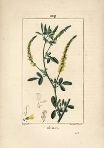 Melilot - Melilot trefoil, Melitotus officinarum. Gravura em chapa de cobre colorida à mão por Lambert Junior a partir de um desenho de Pierre Jean-Francois Turpin de Chaumeton, Poiret e Chamberet "La Flore Medicale", Paris, Panckoucke de Pierre Jean Francois Turpin