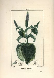 Menta crispee, frisada ou oca - Curled mint, Mentha crispa. Gravura em chapa de cobre colorida à mão por Lambert Junior a partir de um desenho de Pierre Jean-Francois Turpin de Chaumeton, Poiret e Chamberet "La Flore Medicale", Paris, Panckoucke de Pierre Jean Francois Turpin