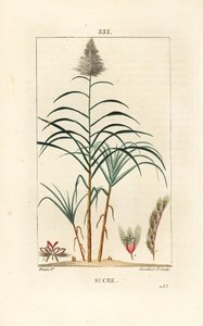 Cana nobre - Cana-de-açúcar, Saccharum officinarum. Gravura de chapa de cobre colorida à mão por Lambert Junior a partir de um desenho de Pierre Jean-Francois Turpin de Chaumeton, Poiret e Chamberet "La Flore Medicale", Paris, Panckoucke de Pierre Jean Francois Turpin