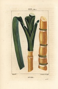 Cana nobre - Cana-de-açúcar, Saccharum officinarum, talo e folha. Gravura de chapa de cobre colorida à mão por Lambert Junior a partir de um desenho de Pierre Jean-Francois Turpin de Chaumeton, Poiret e Chamberet "La Flore Medicale", Paris, Panckoucke de Pierre Jean Francois Turpin