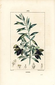 Olivier - oliveira, Olea europaea, com folha, ramo, fruto e semente. Gravura de chapa de cobre colorida à mão por Lambert Junior a partir de um desenho de Pierre Jean-Francois Turpin de Chaumeton, Poiret e Chamberet "La Flore Medicale", Paris, Panckou de Pierre Jean Francois Turpin