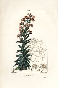 Orpin - Algo comum, Sedum majus. Gravura em chapa de cobre colorida à mão por Lambert Junior a partir de um desenho de Pierre Jean-Francois Turpin de Chaumeton, Poiret e Chamberet "La Flore Medicale", Paris, Panckoucke de Pierre Jean Francois Turpin
