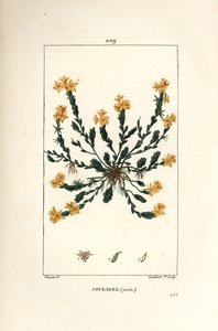 Orpin acre - Arroz de pedra dourado, Sedum acre. Gravura em chapa de cobre colorida à mão por Lambert Junior a partir de um desenho de Pierre Jean-Francois Turpin de Chaumeton, Poiret e Chamberet "La Flore Medicale", Paris, Panckoucke de Pierre Jean Francois Turpin