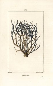 Orseille ou roxo francês (líquen) - Orcein ou archil, Roccella tinctoria, líquen usado para tingir as ilhas de Cabo Verde. Gravura em chapa de cobre colorida à mão por Lambert Junior a partir de um desenho de Pierre Jean-Francois Turpin de Chaumeton, Poire
