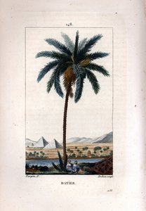 Palma a tamareira, dactylifera Phoenix, mostrando frutos e folhas contra a paisagem com pirâmides e rio. Gravura em chapa de cobre colorida por Dubois a partir de um desenho de Pierre Jean-Francois Turpin de Chaumeton, Poiret et Chamberet "La de Pierre Jean Francois Turpin