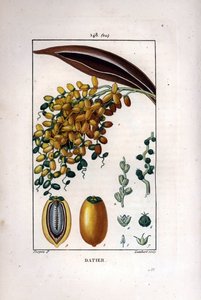 Ramos de palmeira a tâmaras - Palmeiras, Phoenix dactylifera, mostrando fruta madura em um ramo, e fruta individual em seção. Gravura de chapa de cobre colorida à mão por Lambert a partir de um desenho de Pierre Jean-Francois Turpin de Chaumeton, Poiret et de Pierre Jean Francois Turpin