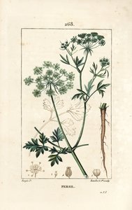 Salsa - Salsa de jardim, Petroselinum crispum, com flor, folha, talo, raiz e semente. Gravura em chapa de cobre colorida à mão por Lambert Junior a partir de um desenho de Pierre Jean-Francois Turpin de Chaumeton, Poiret e Chamberet