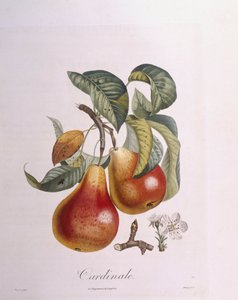 Pêra "Cardeal" Henry Louis Duhamel du Monceau, placa botânica de Pierre Jean Francois Turpin de Pierre Jean Francois Turpin