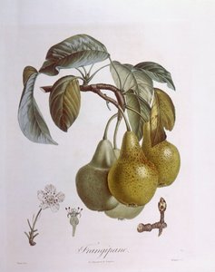 Pêras, Henry Louis Duhamel du Monceau, placa botânica de Pierre Jean Francois Turpin