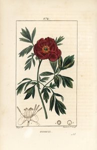 Peony officinale - Peônia européia, Paeonia officinalis, com flor, folha e contorno de partes de flores. Gravura em chapa de cobre colorida à mão por Lambert Junior a partir de um desenho de Pierre Jean-Francois Turpin de Chaumeton, Poiret e Chamberet de " de Pierre Jean Francois Turpin