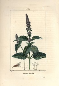 Hortelã-pimenta - Hortelã-pimenta, Mentha piperita. Gravura de chapa de cobre colorida à mão por Lambert Junior a partir de um desenho de Pierre Jean-Francois Turpin de Chaumeton, Poiret e Chamberet "La Flore Medicale", Paris, Panckoucke de Pierre Jean Francois Turpin