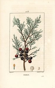 Phenicie ou Lycia Juniper ou Juniper Vermelho - Juniper Fenicean, arar ou incenso, Juniperus phoenicea, com ramo, folha e baga. Gravura em chapa de cobre colorida à mão por Lambert Junior a partir de um desenho de Pierre Jean-Francois Turpin de Chaumeton,  de Pierre Jean Francois Turpin