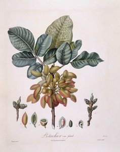 Pistachio (Pistacia vera), Henry Louis Duhamel du Monceau, placa botânica de Pierre Jean Francois Turpin de Pierre Jean Francois Turpin
