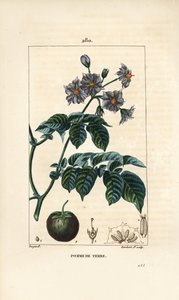 Batata (batata) - Batata, Solanum tuberosum, com flor, folha, talo e fruto. Gravura em chapa de cobre colorida à mão por Lambert Junior a partir de um desenho de Pierre Jean-Francois Turpin de Chaumeton, Poiret e Chamberet, "La Flore Medicale", Paris de Pierre Jean Francois Turpin