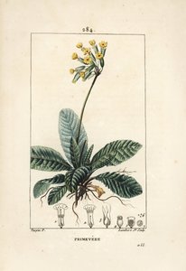 Primevere officinale ou brerelle, cuco, Herb a la paralysis, Herb de Saint Paul, primerolle - Cowslip, Primula veris, mostrando flor, folha e raízes. Gravura em chapa de cobre colorida à mão por Lambert Junior a partir de um desenho de Pierre Jean-Francois de Pierre Jean Francois Turpin
