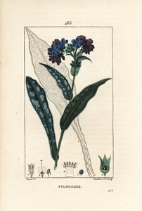 Pulmonary officinale - Lungwort, Pulmonaria officinalis, com flor, folha, talo e folha em contorno. Gravura em chapa de cobre colorida à mão por Lambert Junior a partir de um desenho de Pierre Jean-Francois Turpin de Chaumeton, Poiret e Chamberet
