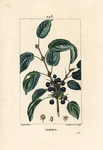 Espinheiro purgativo, espinheiro catártico ou espinheiro officinal - Espinheiro purgativo, espinheiro Rhamnus cathartica. Gravura em chapa de cobre colorida à mão por Lambert Junior a partir de um desenho de Pierre Jean-Francois Turpin de Chaumeton, Poiret de Pierre Jean Francois Turpin