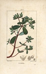 Purslane, Porcelana, Porculaca oleracea, com folha, talo e flor. Gravura em chapa de cobre colorida à mão por Lambert Junior a partir de um desenho de Pierre Jean-Francois Turpin de Chaumeton, Poiret e Chamberet "La Flore Medicale", Paris, Panckouck de Pierre Jean Francois Turpin