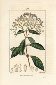 Quinquina - Quinina ou casca de árvore peruana, Cinchona officinalis, com flor, ramo, folha e semente. Gravura em chapa de cobre colorida à mão por Lambert Junior a partir de um desenho de Pierre Jean-Francois Turpin de Chaumeton, Poiret e Chamberet