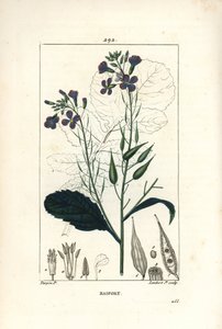 Rábano - Rábano, Raphanus sativus, com flor, folha, semente e contorno de folha. Gravura de chapa de cobre colorida à mão por Lambert Junior a partir de um desenho de Pierre Jean-Francois Turpin de Chaumeton, Poiret e Chamberet "La Flore Medicale", Paris,  de Pierre Jean Francois Turpin