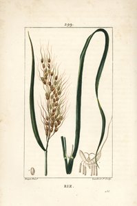 Arroz - Arroz, Oryza sativa, com folha, semente e talo. Gravura em chapa de cobre colorida à mão por Lambert Junior a partir de um desenho de Pierre Jean-Francois Turpin de Chaumeton, Poiret e Chamberet "La Flore Medicale", Paris, Panckoucke de Pierre Jean Francois Turpin