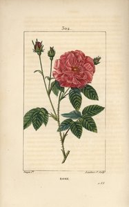 Rose de France ou Rose de Provins - Rose, Rosa gallica, com botão, flor, folha e caule espinhoso. Gravura em chapa de cobre colorida à mão por Lambert Junior a partir de um desenho de Pierre Jean-Francois Turpin de Chaumeton, Poiret e Chamberet de "La Flor de Pierre Jean Francois Turpin