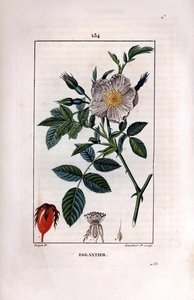 Ramo rosehip com bagas (rose hips ou rose hips) e rosa - Rosa briar selvagem, Rosa canina, com flor, botão e rosehip. Gravura de chapa de cobre colorida à mão por Lambert Junior a partir de um desenho de Pierre Jean-Francois Turpin de Chaumeton, Poiret et  de Pierre Jean Francois Turpin