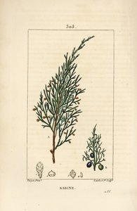 Sabine juniper, Juniperus sabina, com baga, folha, caule e semente. Gravura em chapa de cobre colorida à mão por Lambert Junior a partir de um desenho de Pierre Jean-Francois Turpin de Chaumeton, Poiret e Chamberet "La Flore Medicale", Paris, Panckoucke de Pierre Jean Francois Turpin