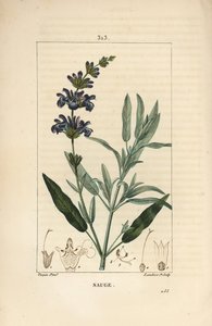 Sage officinale - Sálvia officinalis, com flor, folha, talo e semente. Gravura em chapa de cobre colorida à mão por Lambert Junior a partir de um desenho de Pierre Jean-Francois Turpin de Chaumeton, Poiret e Chamberet, "La Flore Medicale,". de Pierre Jean Francois Turpin